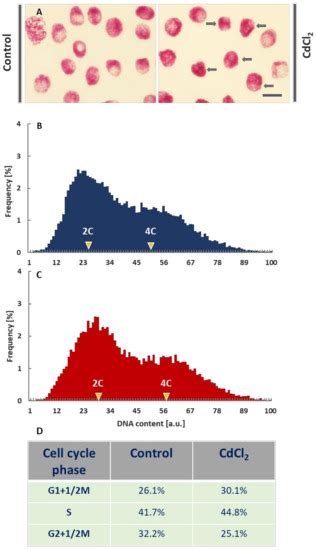 Changes in Epigenetic Patterns Related to DNA Replication in Vicia faba ...