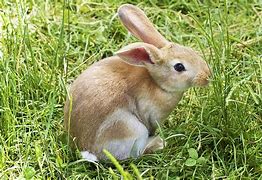 Image result for Royalty Free Bunny Images