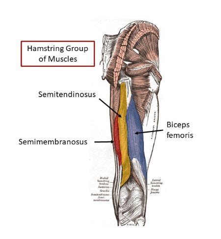 Image result for Hamstring Muscles