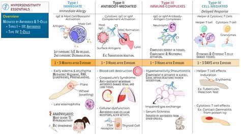 Hypersensitivity Reactions Immunopaedia Type 3 Hypersensitivity