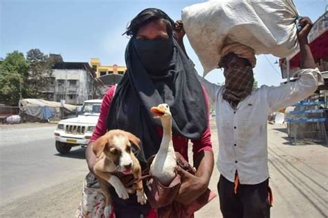 Migrant worker carries pets in arms as she walks on highway to reach ...