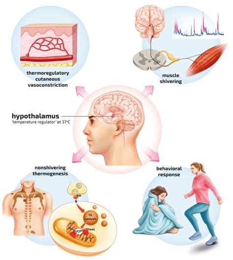 Akzidentelle Hypothermie - Allgemeinmedizin - Universimed - Knowledge ...