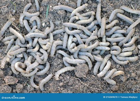 A Lot of Larvae Crane Fly. it is a Common Name Referring To Any Member ...