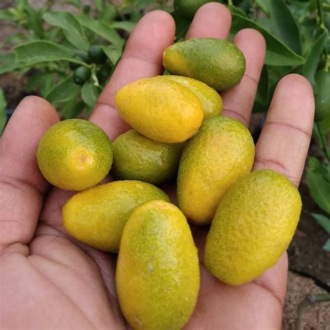 Jamur Lezat yang Bisa Dimakan