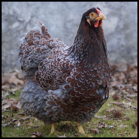 体育365真正官网-提示信息 | Blue laced red wyandotte, Fancy chickens, Beautiful ...