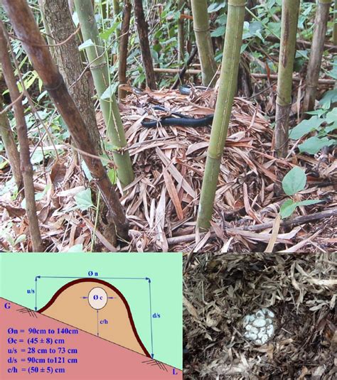 Life is short, but snakes are long: November 2015