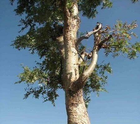 ATLAS of Medicinal Plants In Gandhamardan