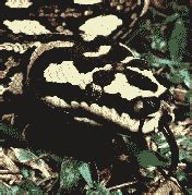 ! Carpet Python ! Tropical Rainforest, Far North Queensland Australia