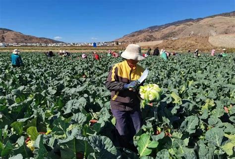 什么软件买菜便宜？买菜软件的食品质量如何？