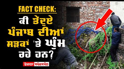 Fact Check: ਕੀ ਤੇਂਦੁਏ ਪੰਜਾਬ ਦੀਆਂ ਸੜਕਾਂ 'ਤੇ ਘੁੰਮ ਰਹੇ ਹਨ?