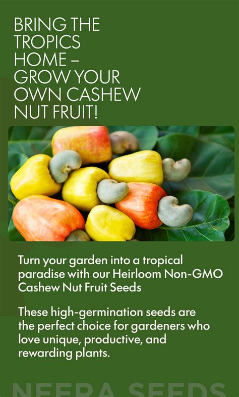 "Grow Cashew Nut Fruit at Home | Health Benefits & Tips" - Neeraseeds