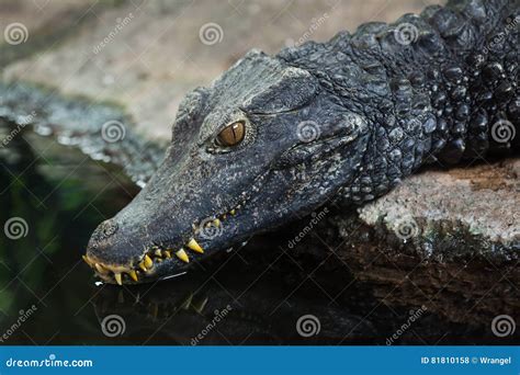 Cuvier`s Dwarf Caiman Paleosuchus Palpebrosus Stock Photo - Image of ...