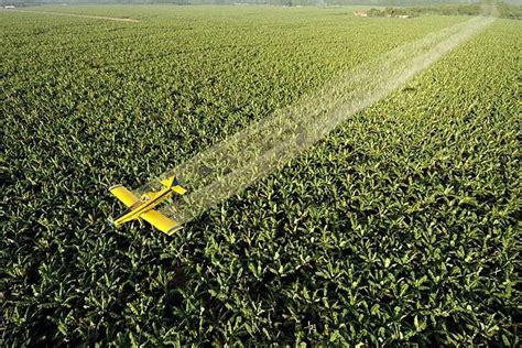 Davao Banana Agri-Tour | Davao City, Philippines