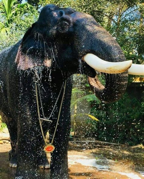 Pampady Rajan - No 1 Kerala Elephant Pampadi Rajan - HiKerala.in