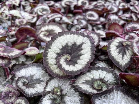Escargot begonia