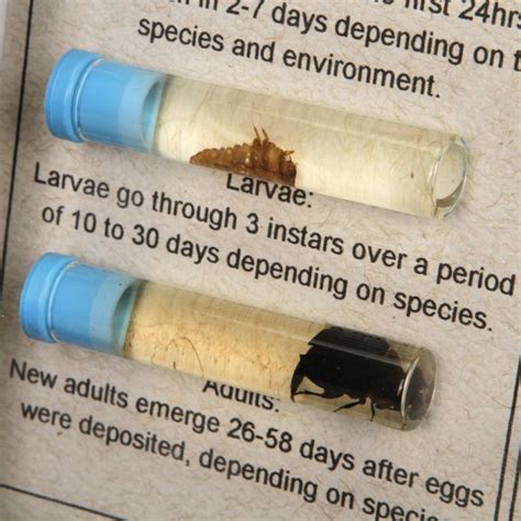 Image result for Forensic Science Insect