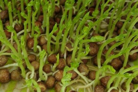豌豆芽苗栽培 - 致富热