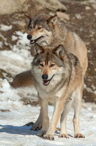 Wolves Copulating 的图像结果