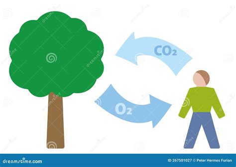 Carbon Cycle Oxygen Symbol Human Plant Respiration Cartoon Vector | CartoonDealer.com #267501027