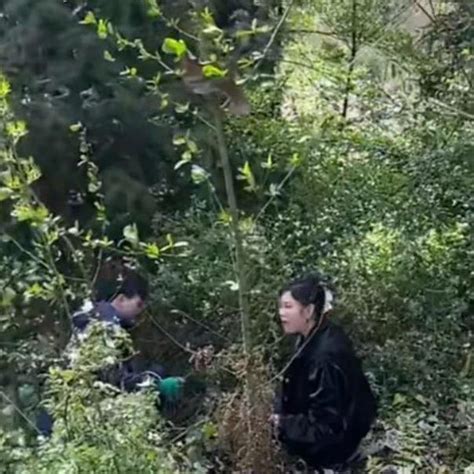 组团作死！在别人家田里挖竹笋 ，6华人被逮捕起诉！ | Redian News
