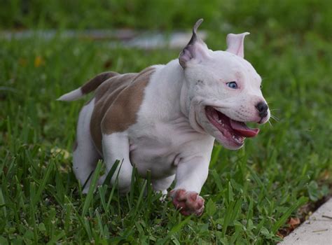 Pocket Bully Puppy Images at Robert Bible blog