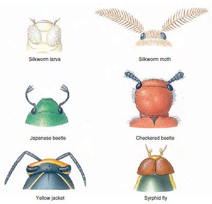 Image result for Class Insecta Label