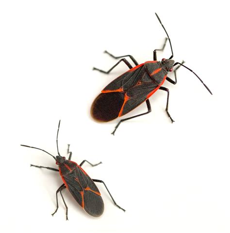 Boxelder Bugs | Canton Georgia Termite & Pest Control