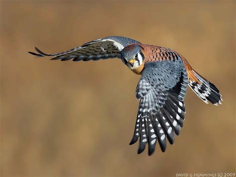 NATURE'S PHOTO ADVENTURES (2026) All You Need to Know BEFORE You Go ...