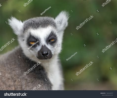 Lemur Eyes