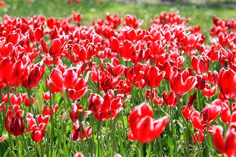 4月の花（4月に咲く花の画像や花言葉） | 花言葉-由来