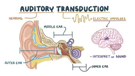 Process Models of the Auditory System 的图像结果