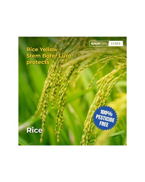 Buy Pheromone Lure For Rice Yellow Stem Borer @ ₹40 | BigHaat