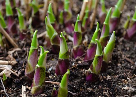 Can You Grow Hostas From Seed