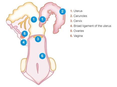 Cow Reproductive System Model 的图像结果