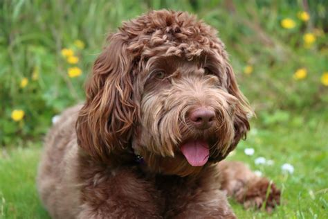 Image result for Cockapoo Care