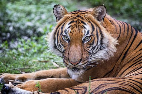 Image result for Animal Explode