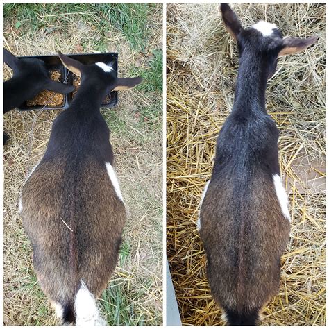 Image result for Goat Digestive System