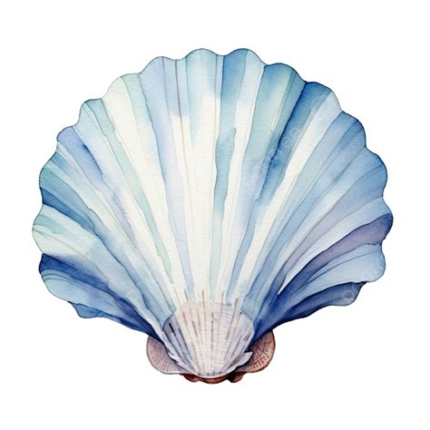 Watercolor Ocean Shell, Watercolor, Hand, Draw PNG Transparent Image ...