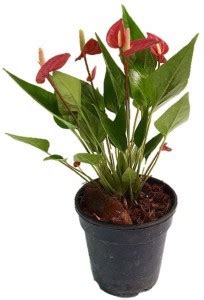 Root Bridges Anthurium Plant Price in India - Buy Root Bridges ...
