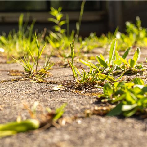 How To Stop Weeds With Vinegar – The Secret To Get Rid Of Weeds ...