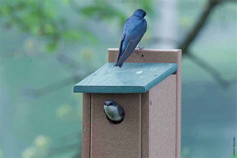 Image result for Tree Swallow Boxes
