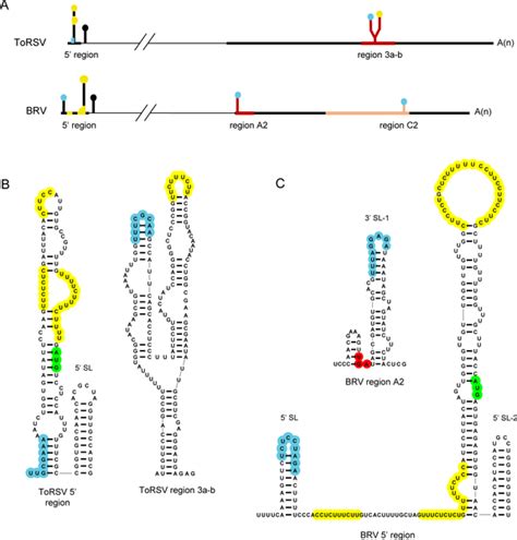 RNA Loop 的图像结果
