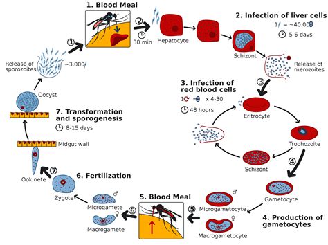Malaria parasite life cycle | sguenther.eu