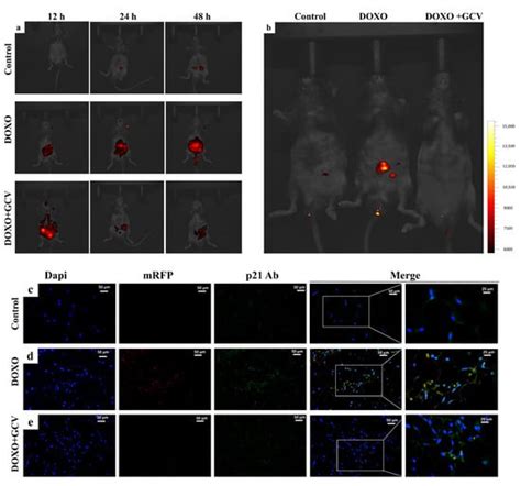 Generation of a p21 Reporter Mouse and Its Use to Identify and ...