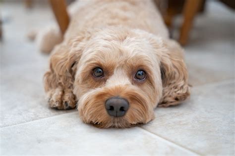 Cockapoo Health Issues: 11 Common Concerns | Hepper Pet Resources