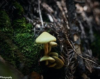 Image result for DIY Macro Photography Diffuser