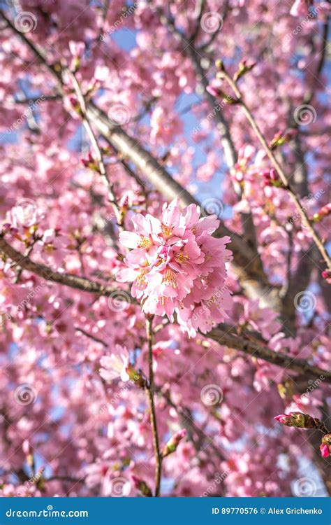 Spring Tree 的图像结果