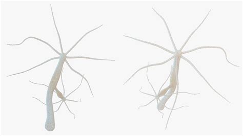 3D Hydra Genus Polyp Model - TurboSquid 2163737