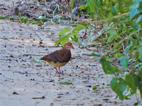 Ruddy Quail-Dove - eBird
