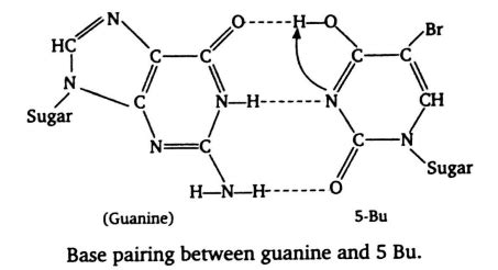 What base is responsible for hot spots in spontaneous point mutation?